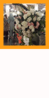 Wedding Events